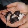 A handful of rats