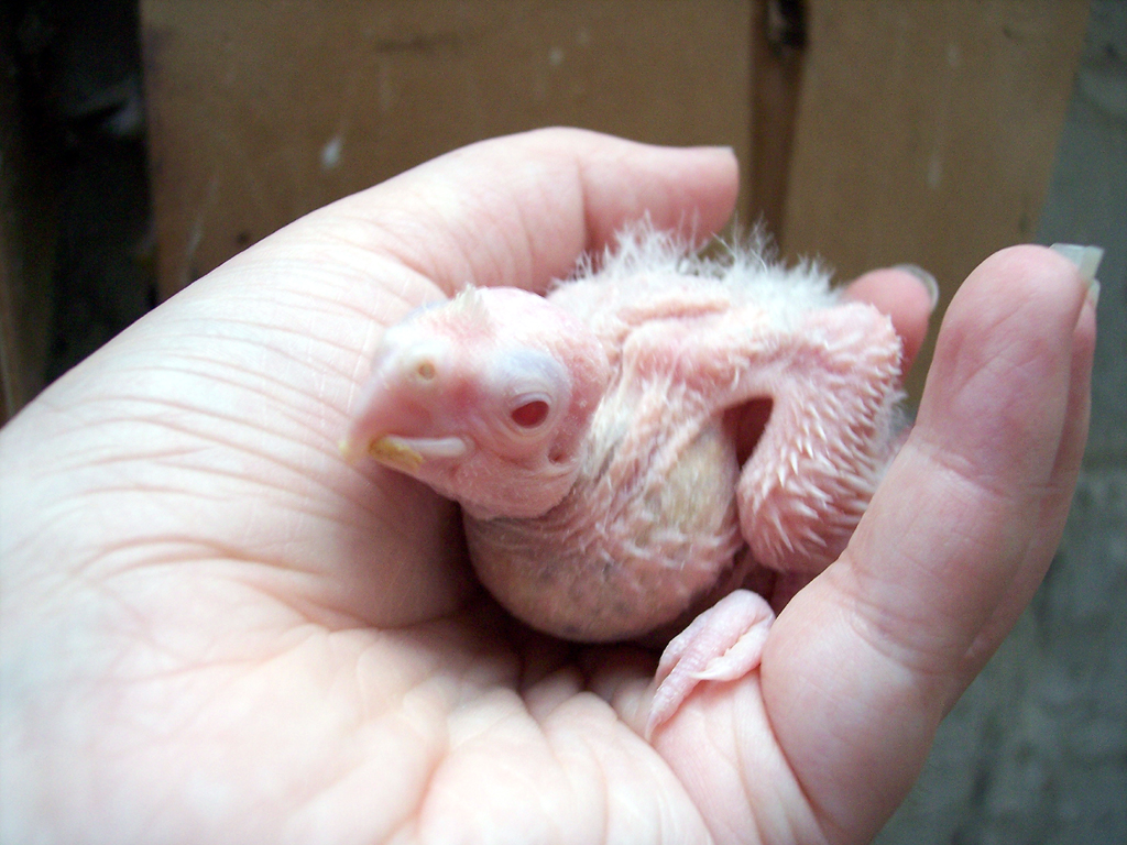 Albino Chick i