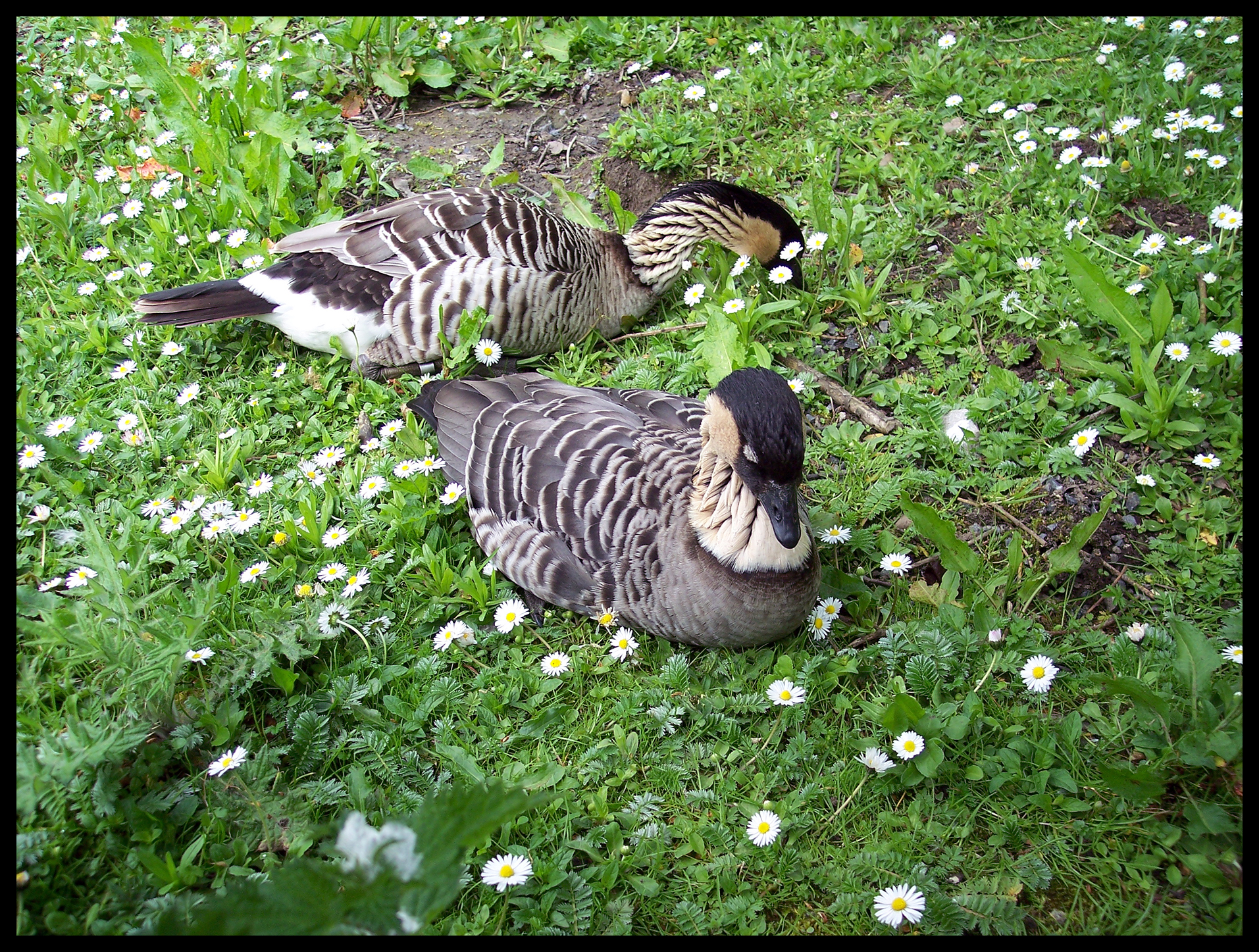 Let Sleeping Ducks Lie