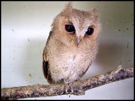 Baby Scops Owl IV