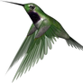 Emerald Hummingbird I