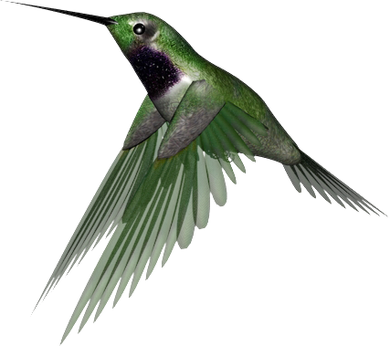 Emerald Hummingbird I