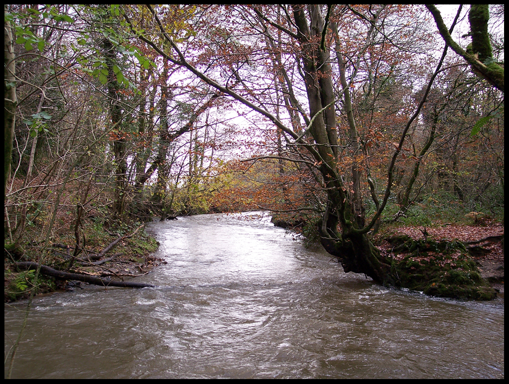 Troserch Woodlands I