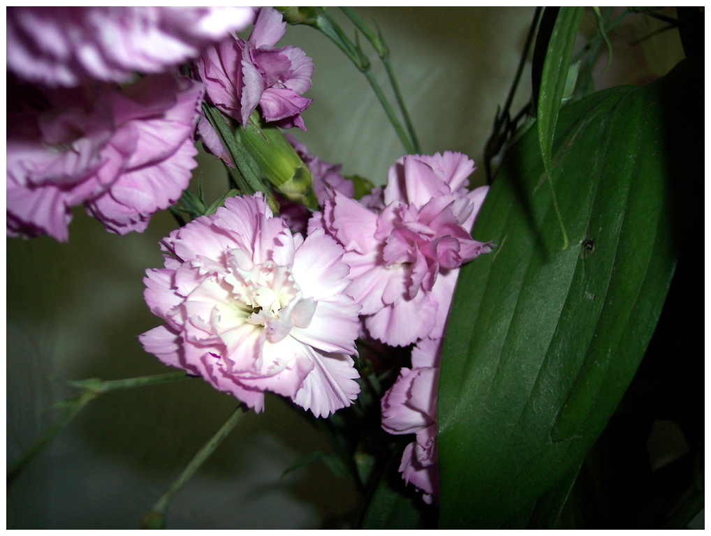 Pink Carnation