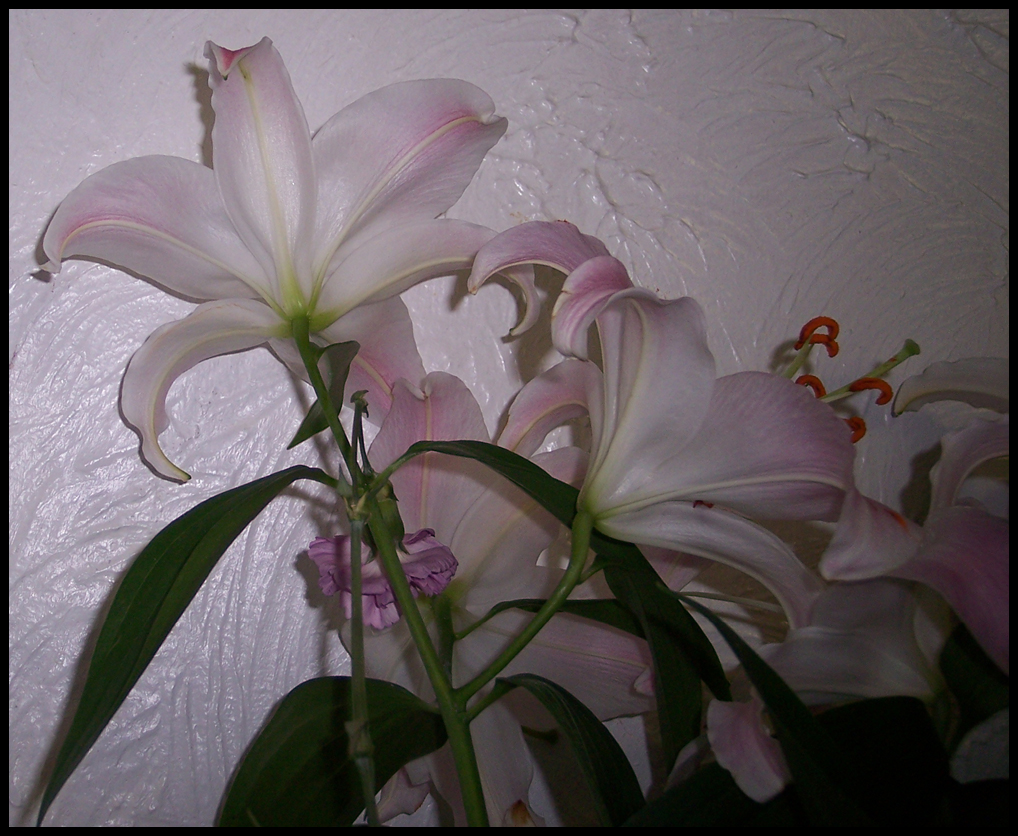 Lilies II