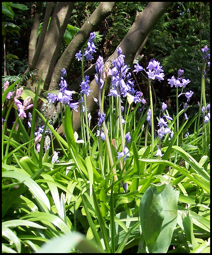 Hyacinthoides non-scripta I