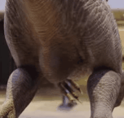 Gay Velociraptor Showing You His Crotch Bulge By Theuser178 On DeviantArt gay-velociraptor-showing-you-his-crotch-bulge-by-theuser178-on-deviantart