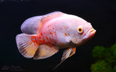 Astronotus ocellatus / Oscar