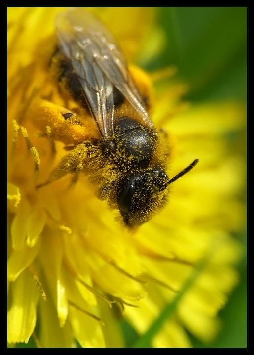 Pollen-Post by Socrahcat on DeviantArt
