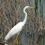 Heron and Turtle