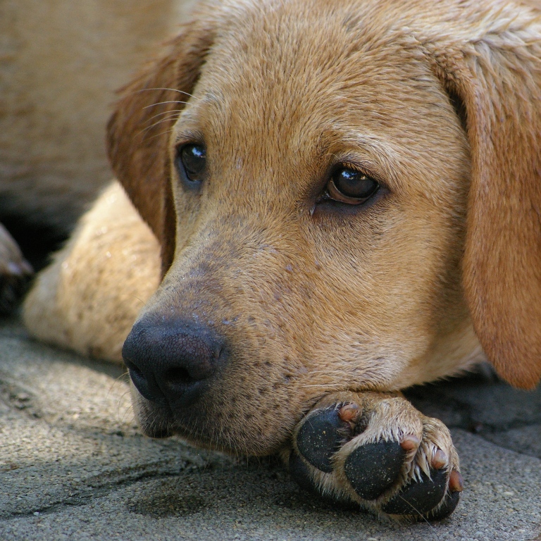 Labrador