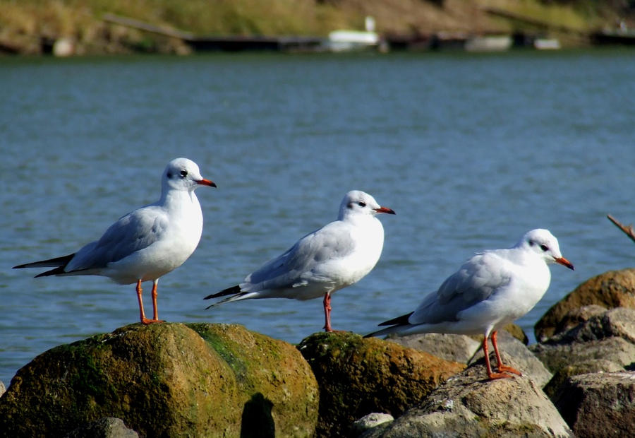 Gull Guys