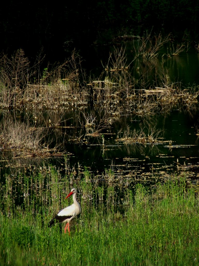 Stork in Swamp