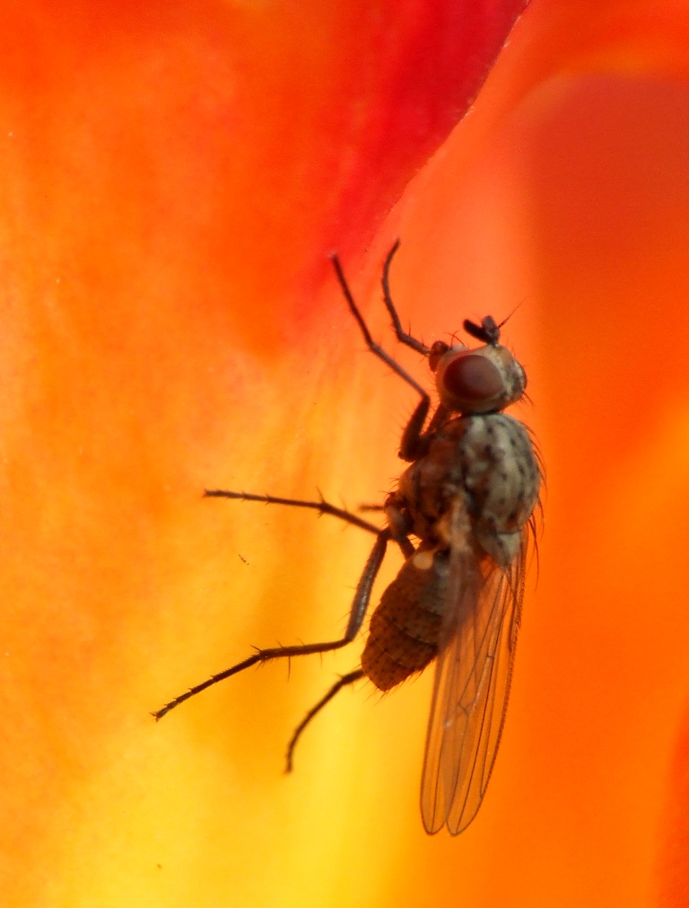 Golden Day for a Fly