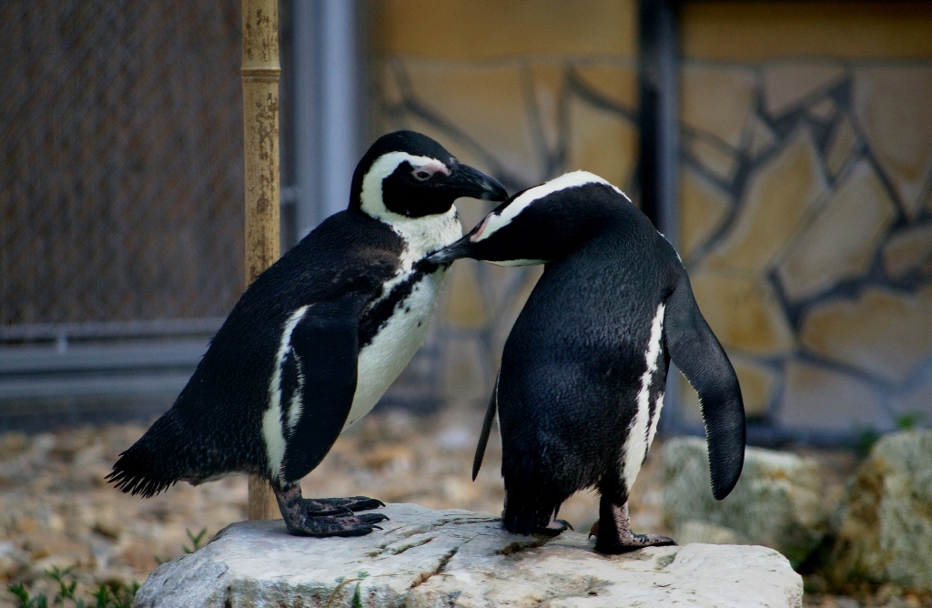 Penguin Kiss