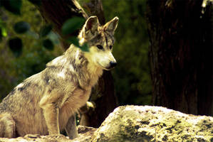 Mexican wolf