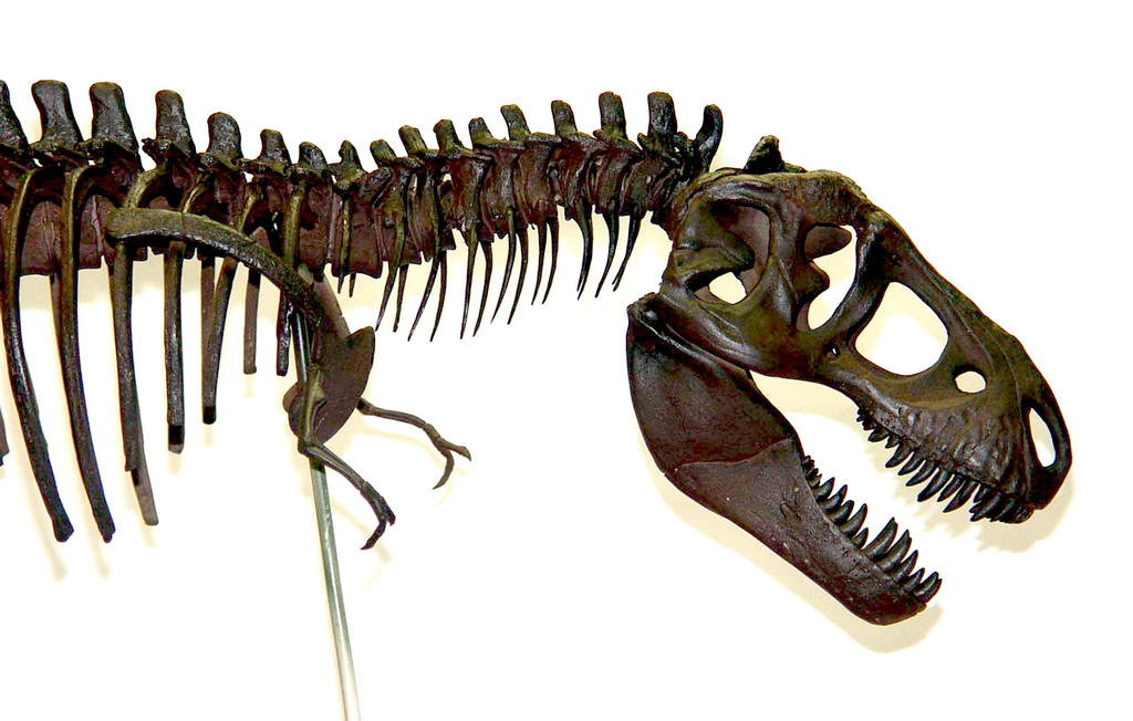 Tyrannosaurus Rex / T-rex Skeleton Sculpture Head