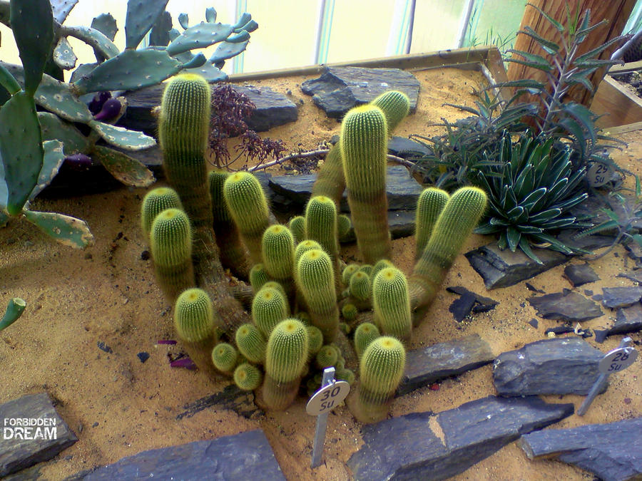 Cactus