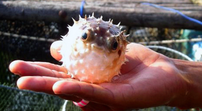 Bubble Blowfish