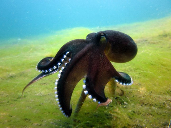 Octopus