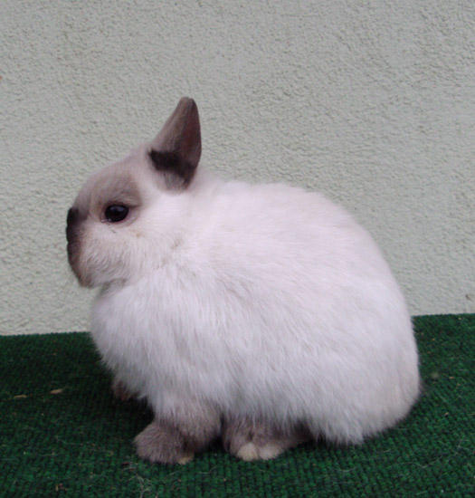 Sable Point Rabbit Pattern dwarf stock - Sable Point 01 by rabbit-stock on DeviantArt