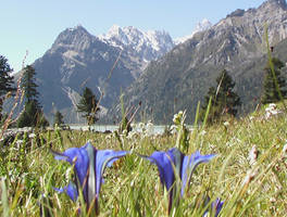 Gentianes et sommets au Tibet