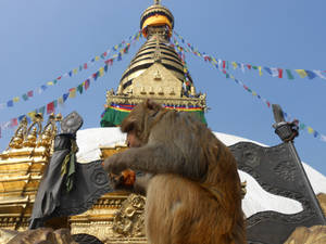 En meditation sur le temple au Nepal