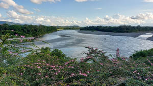 La vie est un long fleuve tranquille.