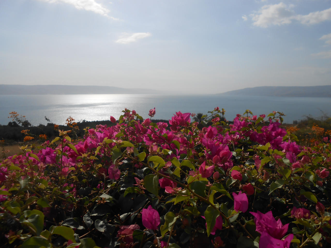 Carte postale d'Israel