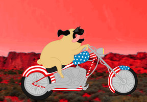 Animated pug on a chopper