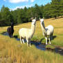 Llamas