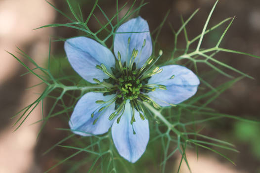 Tu es fleur bleu.