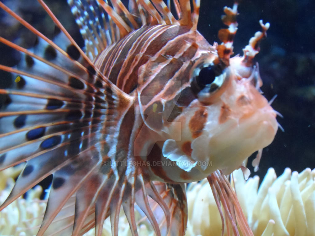 Spikey Fish by LittleChas on DeviantArt