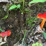 Pair of Scarlet Waxycaps