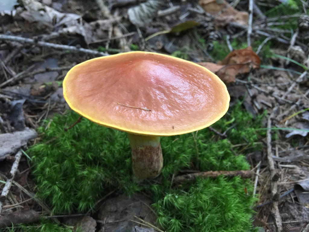 Forest Mushroom