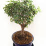 IMG 28 - my bonsai