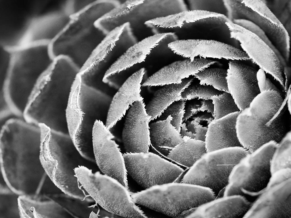 Succulent
