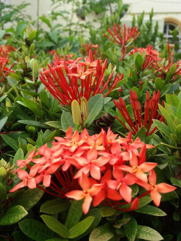 random plant by pudgydraws on DeviantArt