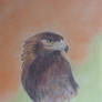 Portrait d'aigle au crayon