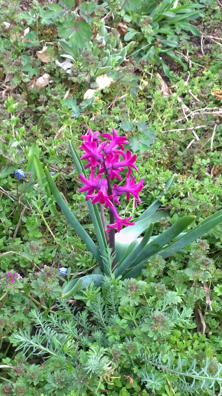 Blushing Lady Jonquil