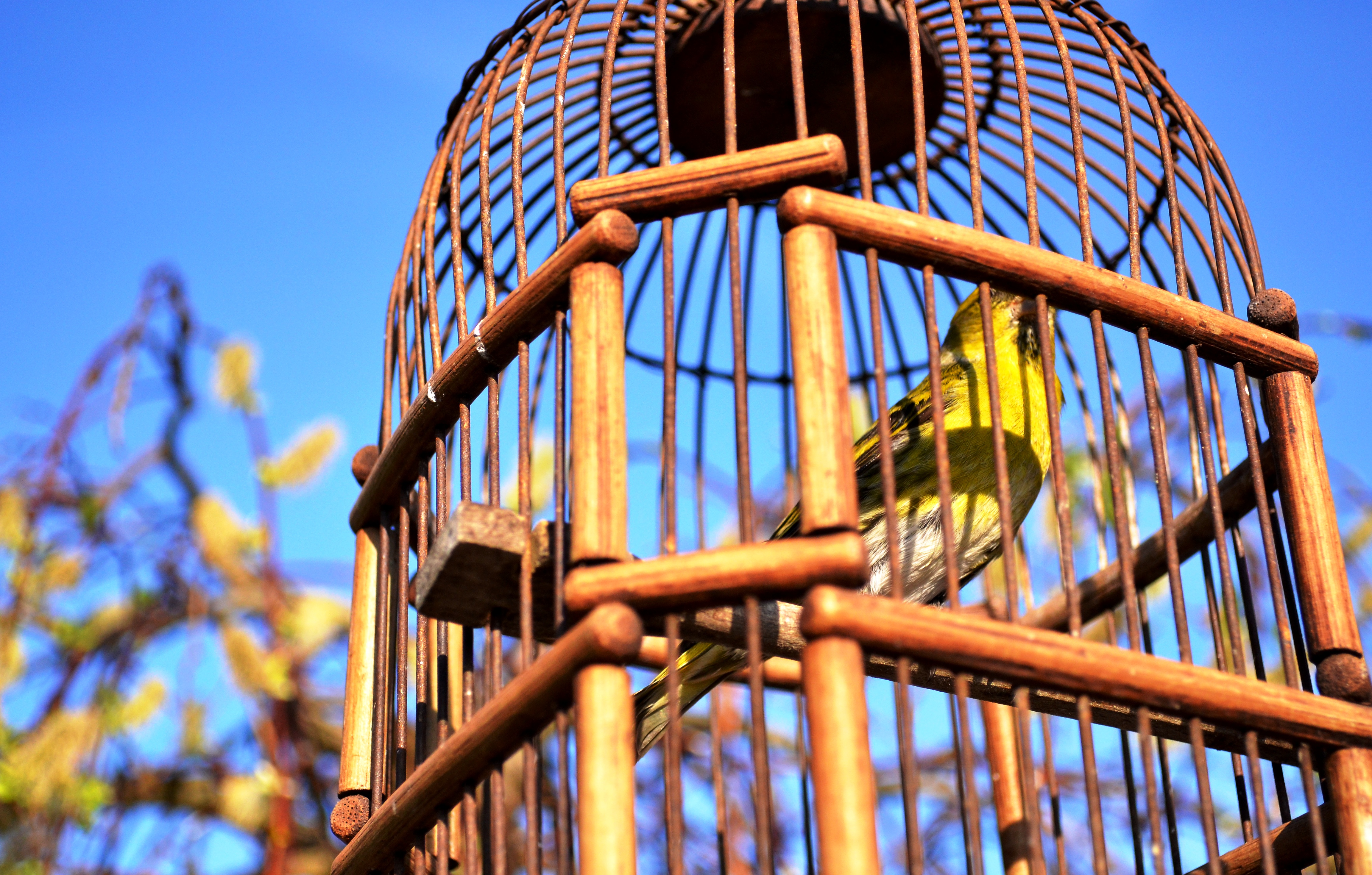 bird cage