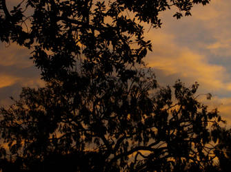 Trees at Sunset