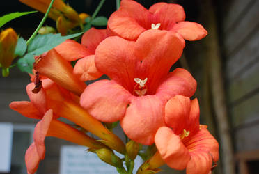 Peach Coloured Flower