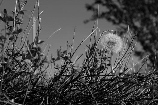 Dandelion Black and White