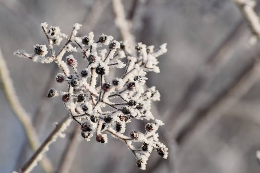 elderberry in january