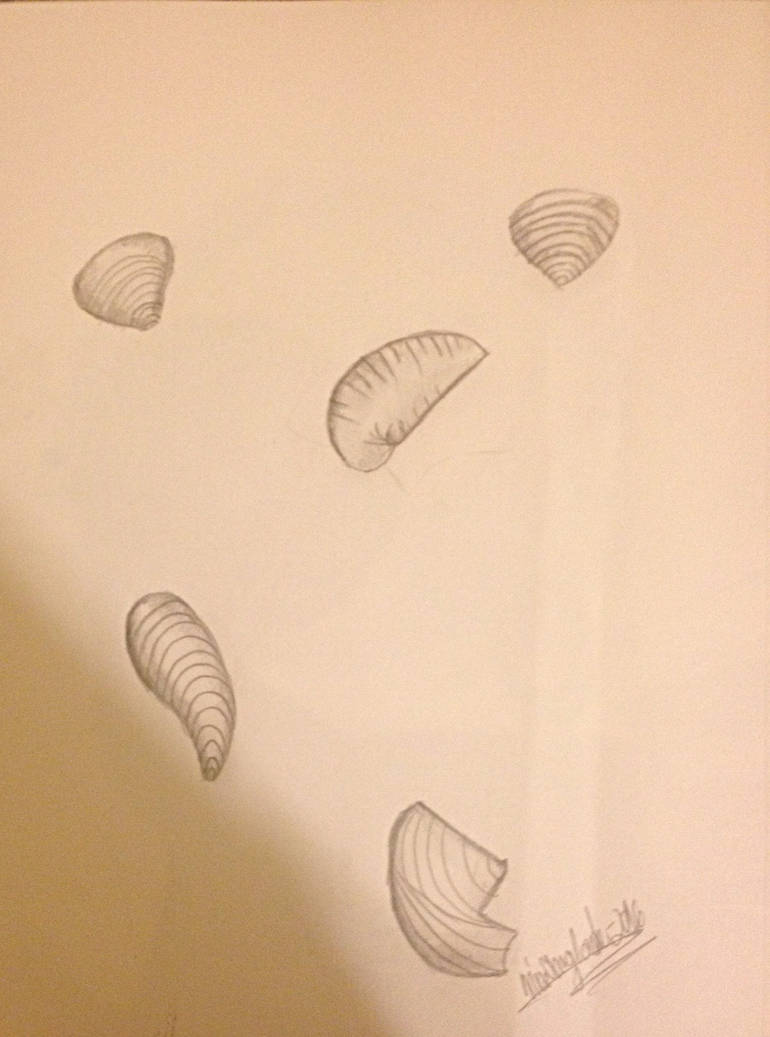 Shaded seashells by CreativeNia on DeviantArt