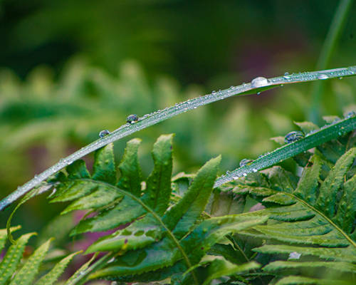 dew drops