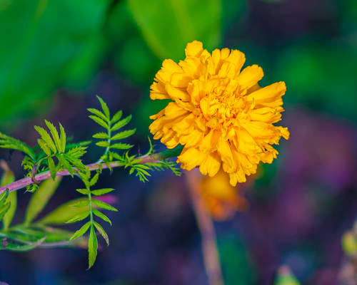 marigold.