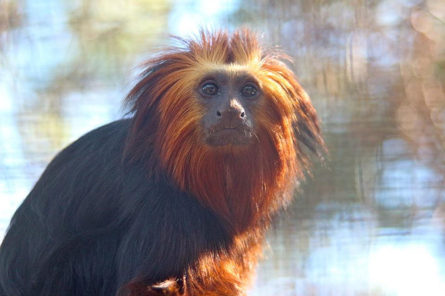 lion'smonkey by Bathorypix on DeviantArt