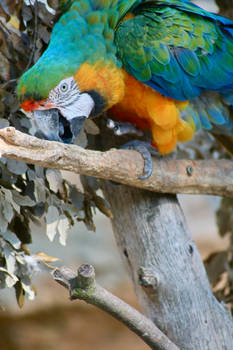 parrot 2
